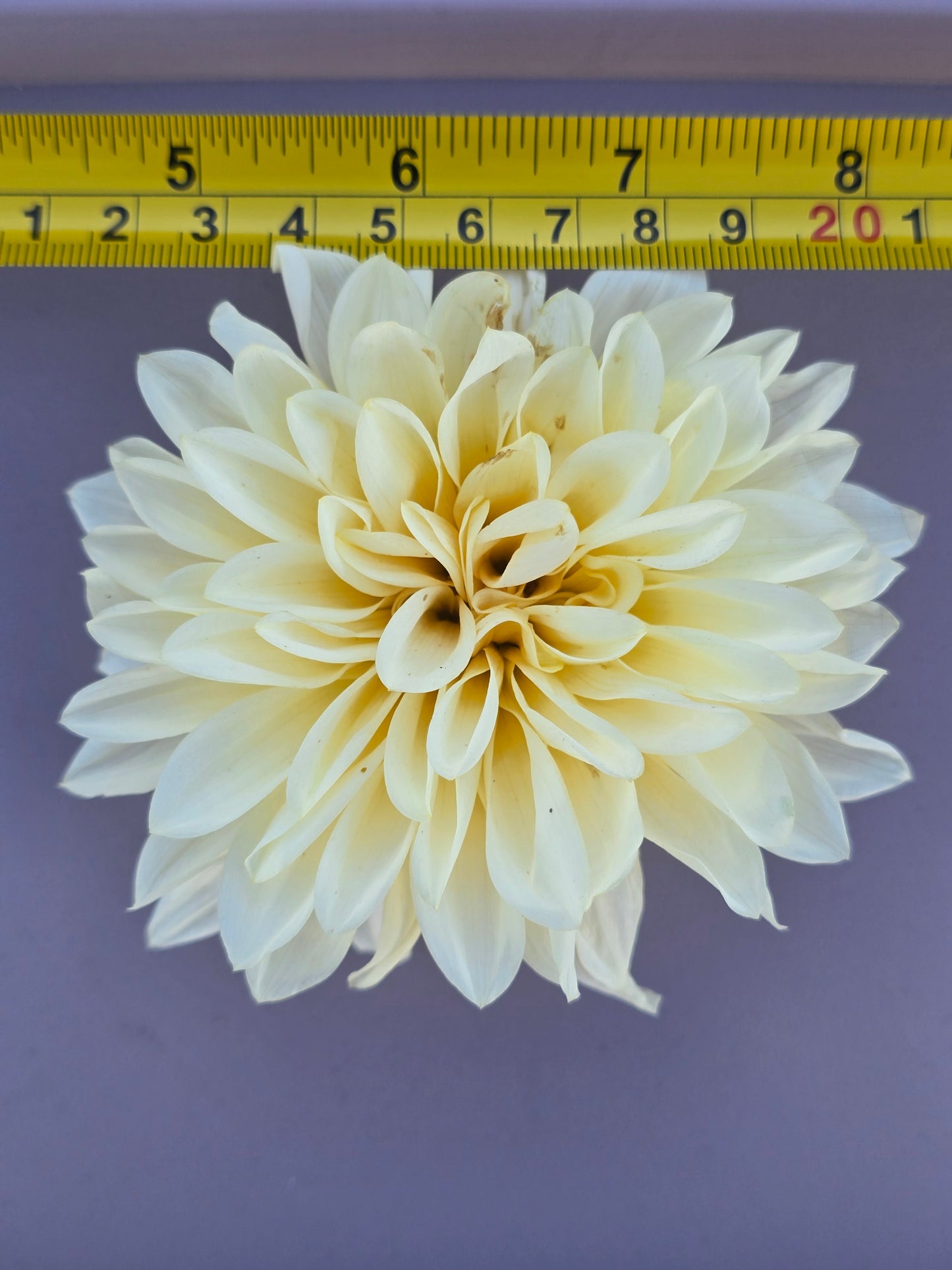 Café au Lait Mini (Jolene)