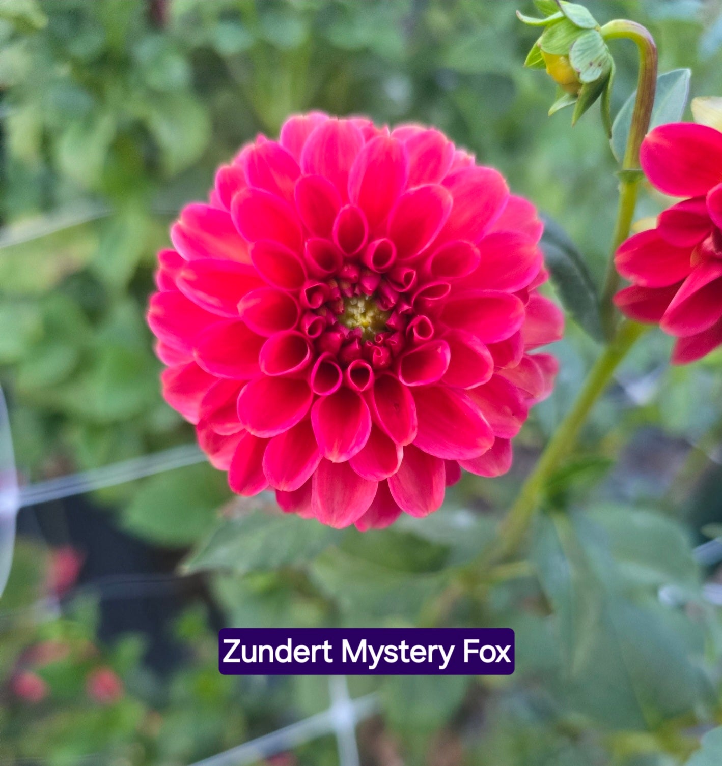 Zundert Mystery Fox