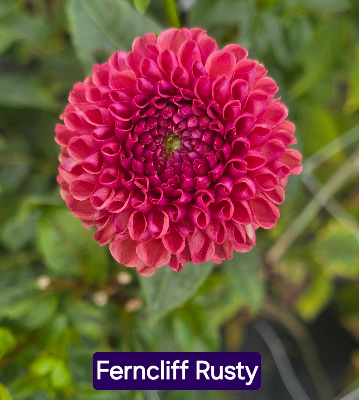 Ferncliff Rusty