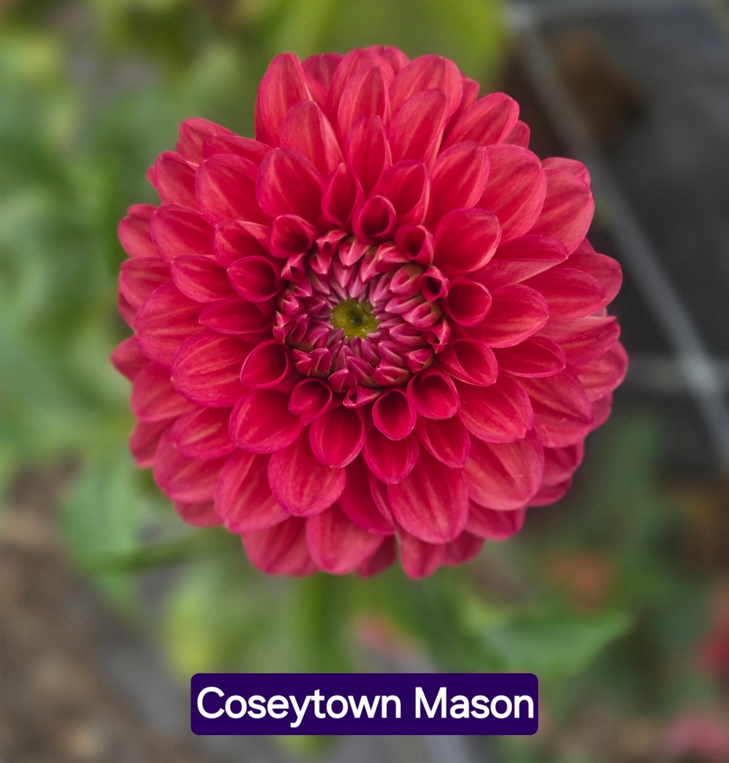 Coseytown Mason