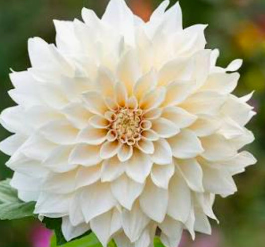 Cafe au Lait Supreme