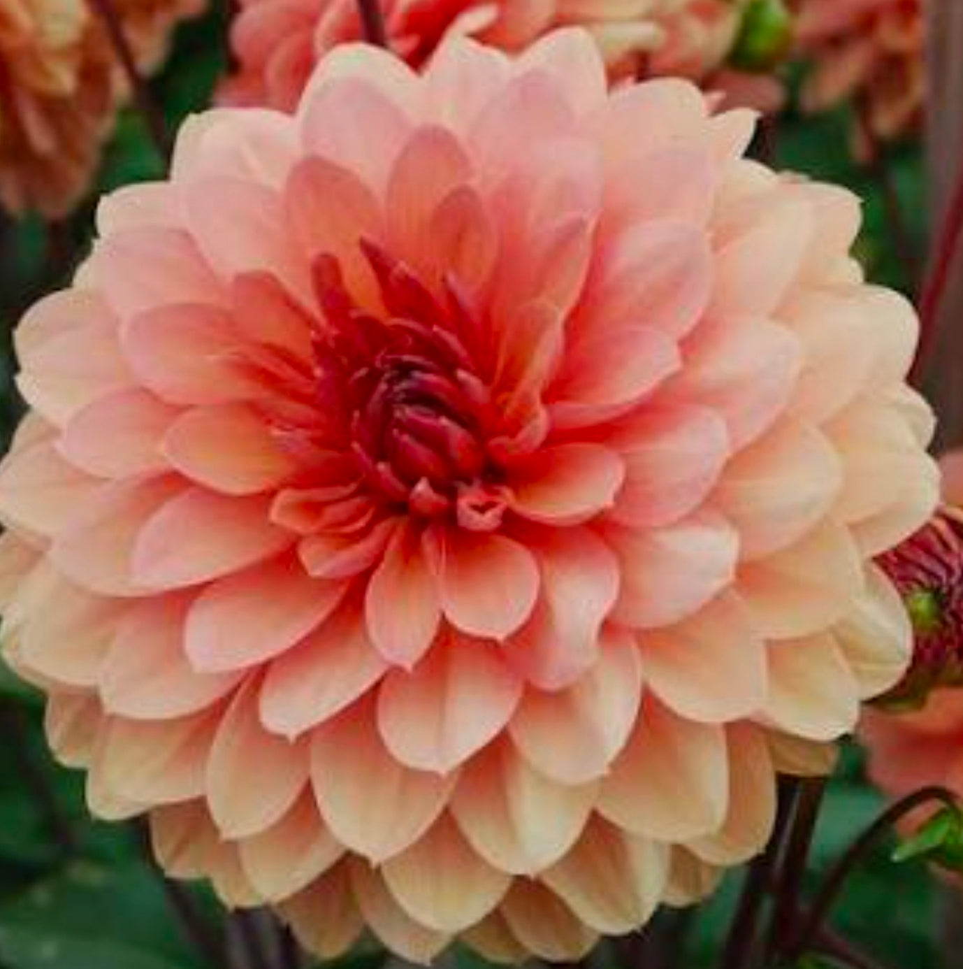 Chàteau De La Bourdaisiere