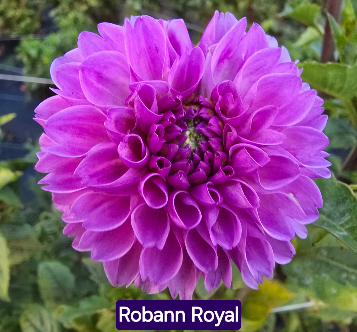 Robann Royal