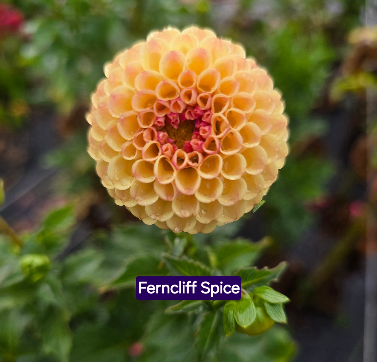 Ferncliff Spice