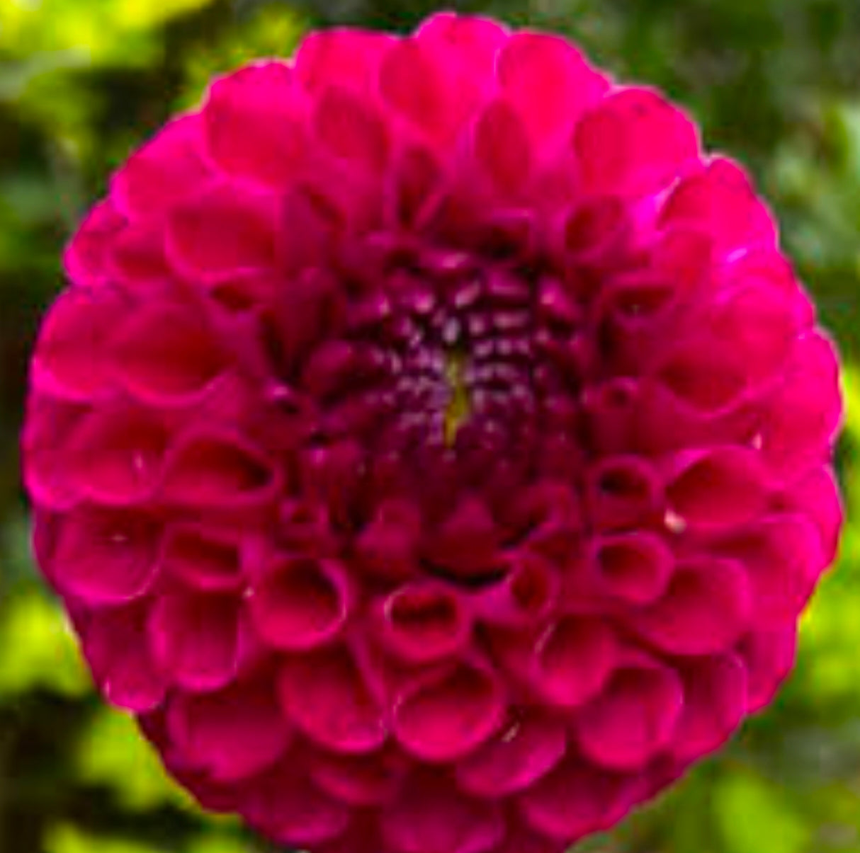 Bloomquist Refreshing