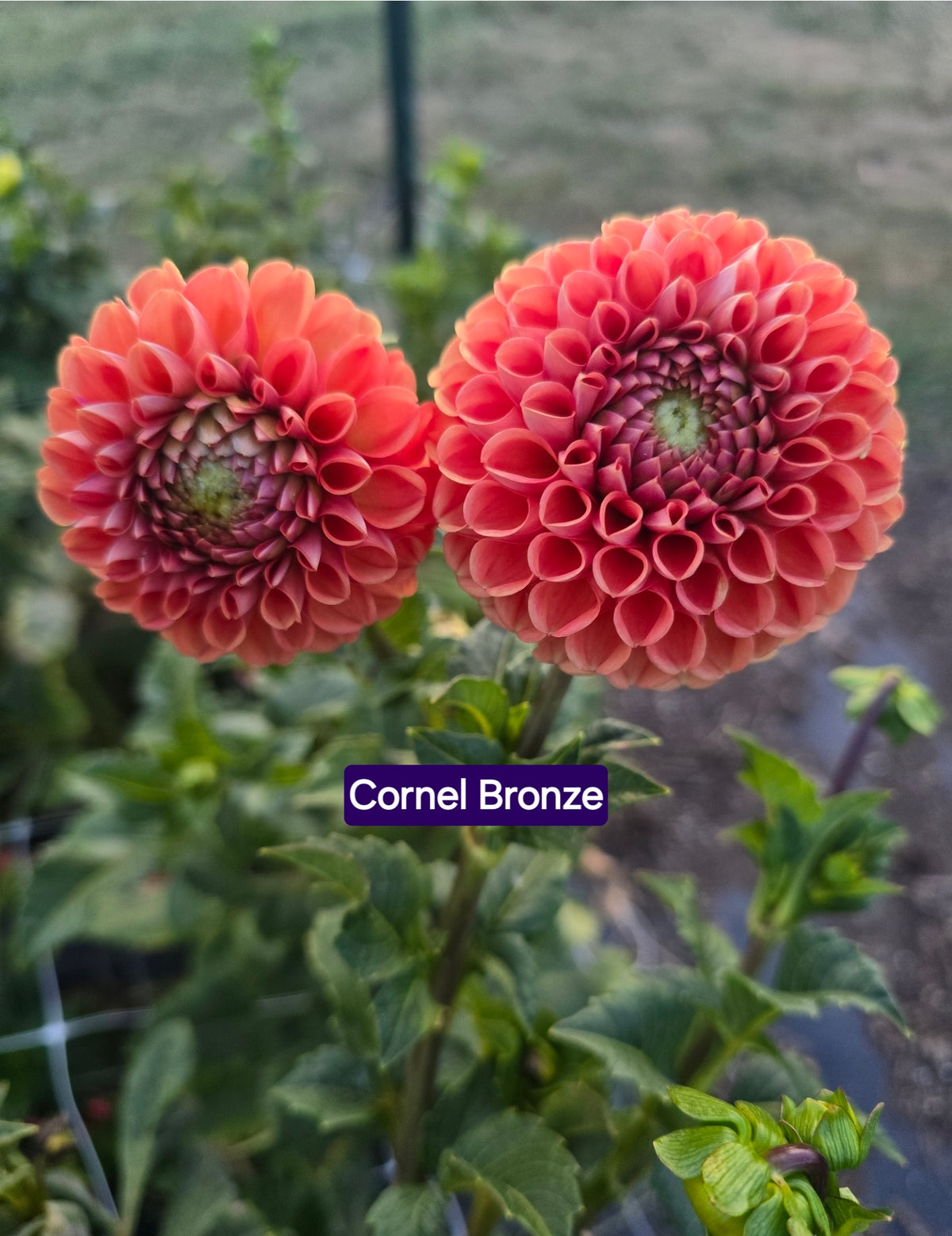 Cornel Bronze