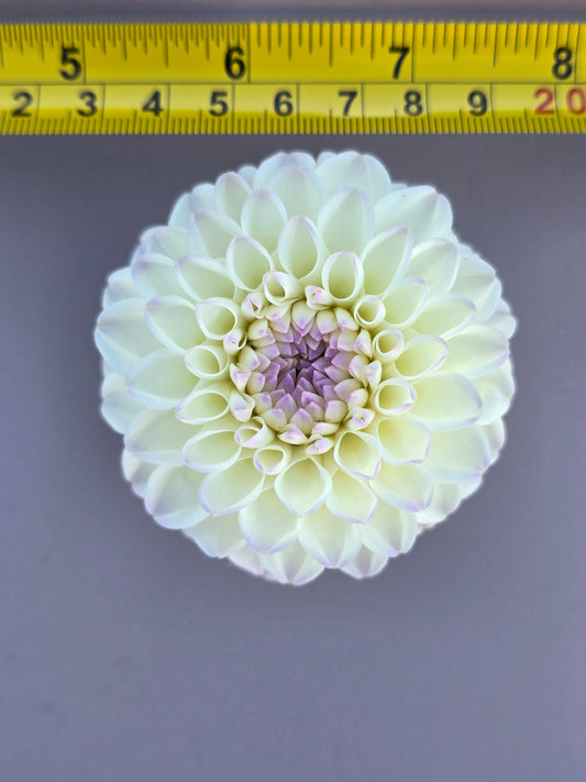 Gaylen Rose BULK (5)