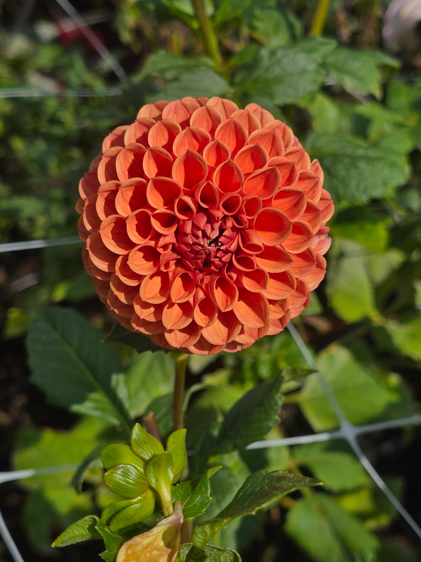 Cornel Bronze BULK (5)