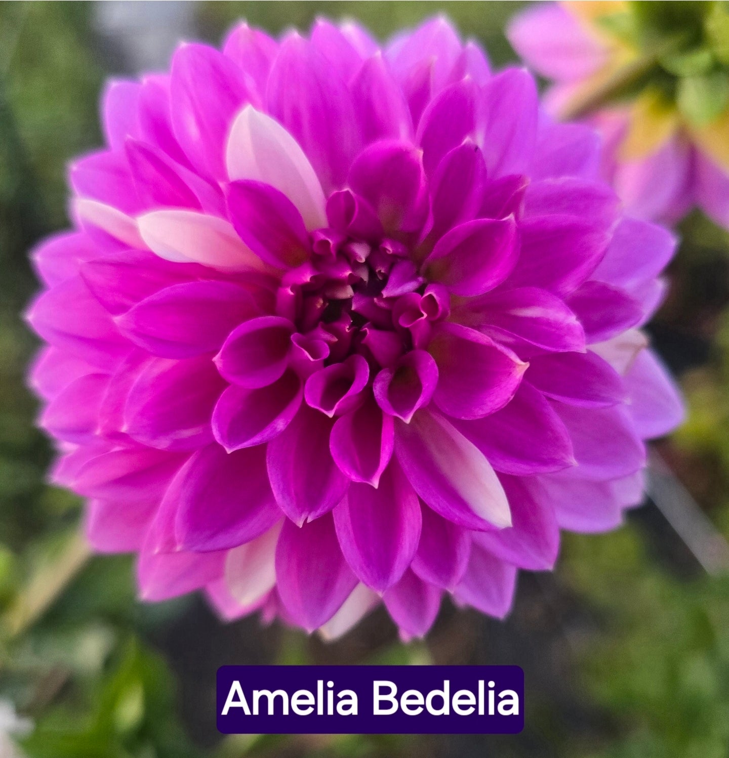 Amelia Bedilia