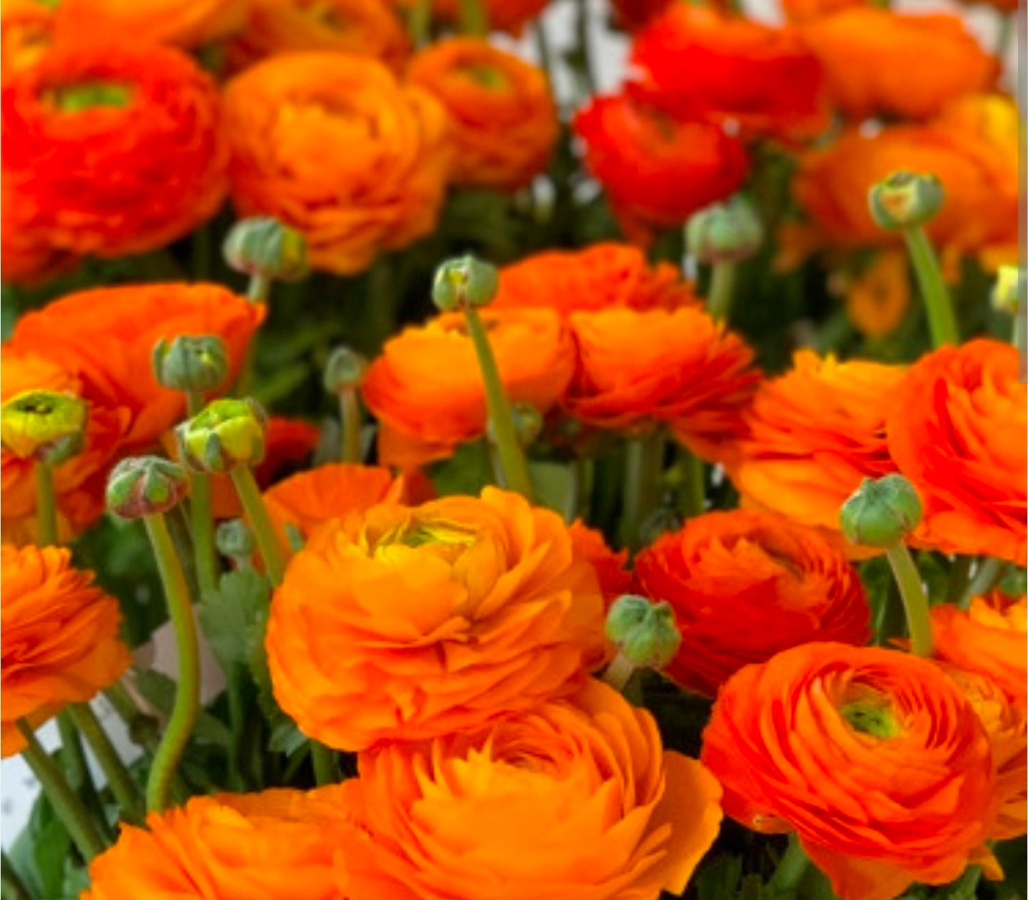 Ranunculus- Elegance Clementine