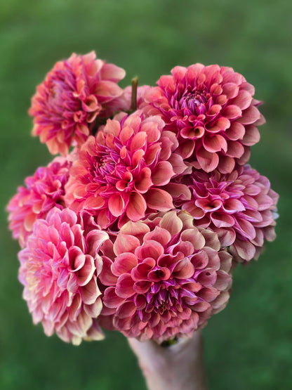 Burfoot Desert Rose