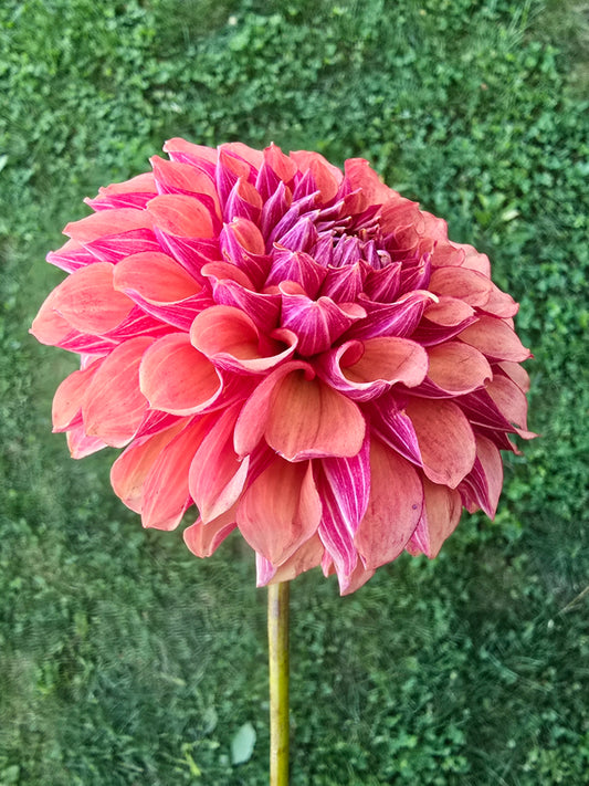 Burfoot Desert Rose