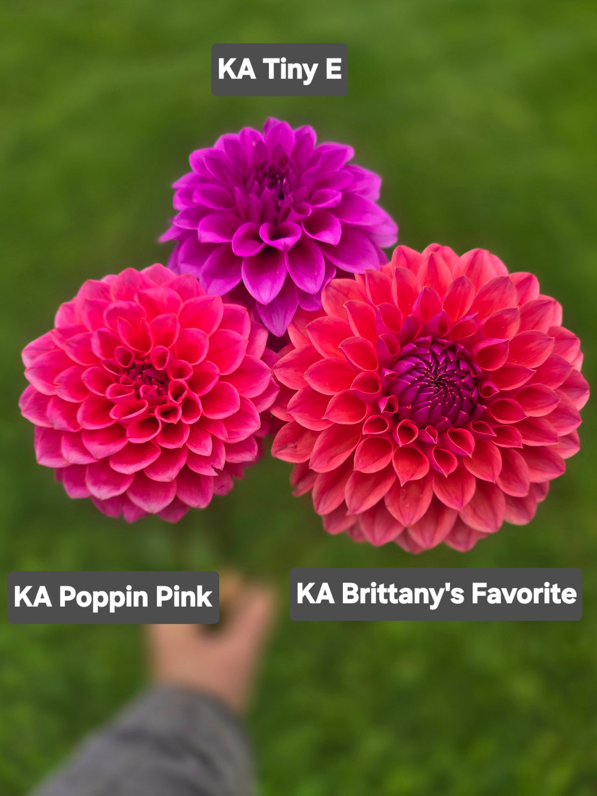 KA's Brittany's Favorite