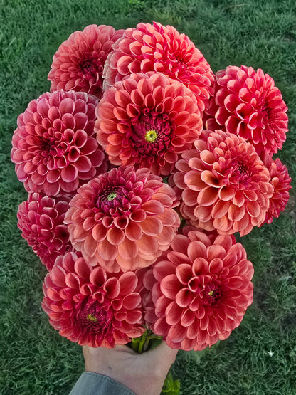 Ferncliff Kathleen