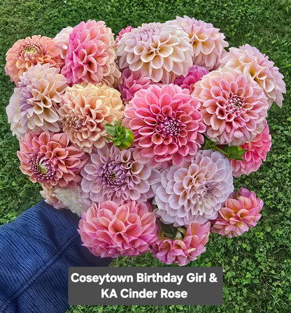 Coseytown Birthday Girl