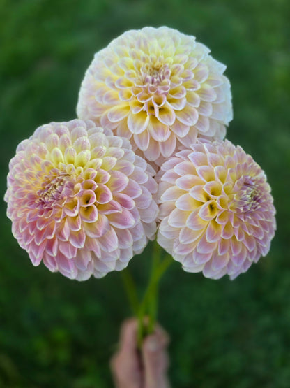Coorabell Moonglow