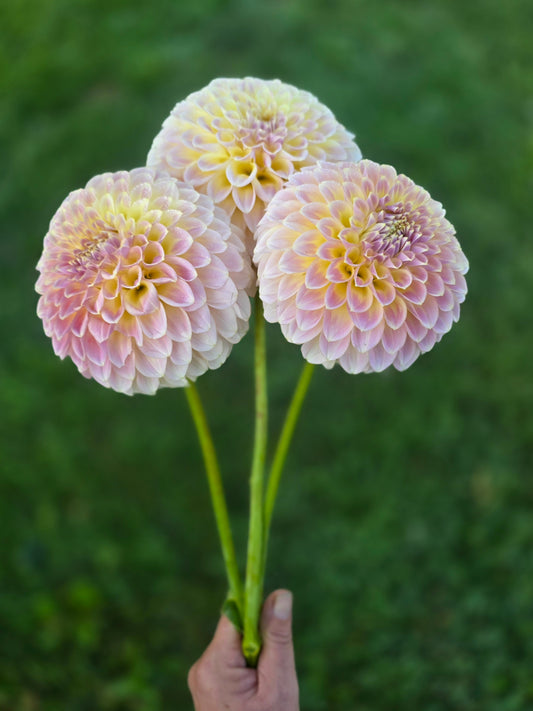 Coorabell Moonglow