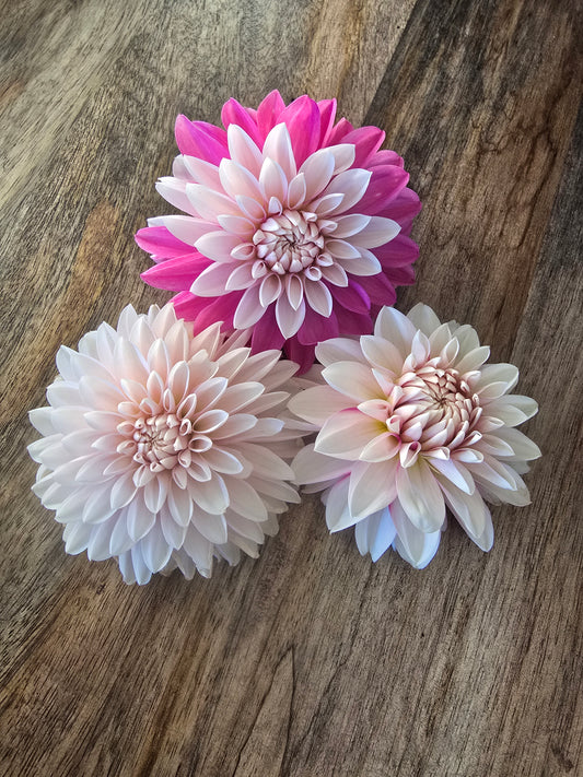Budapest Blush