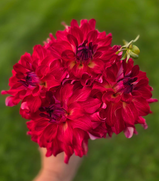 AC Rosebud
