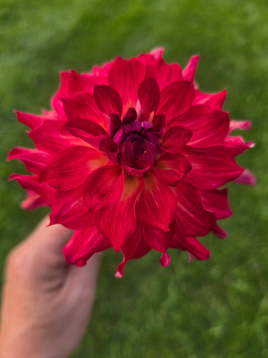 AC Rosebud