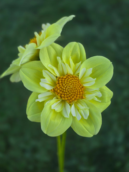Ferncliff Lemon Kiss