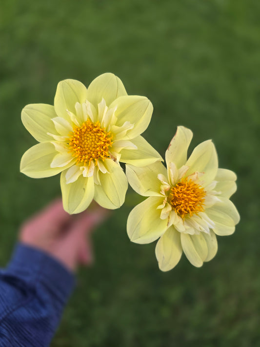 Ferncliff Lemon Kiss
