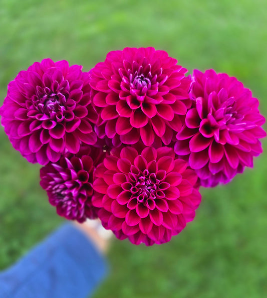 Hollyhill Berry Purple