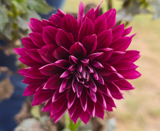 Hollyhill Black Beauty