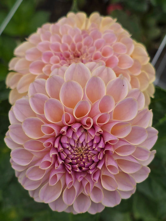 KA's Cinder Rose