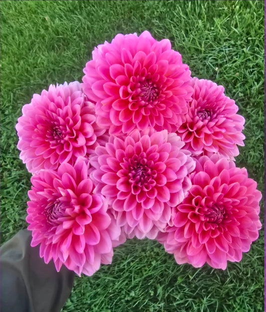 Pink Runner