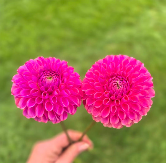 Caitlin's Joy - Small Tubers