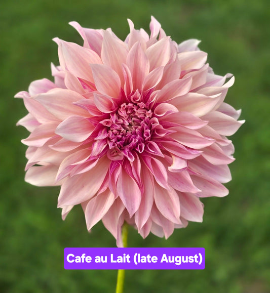 Cafe au Lait