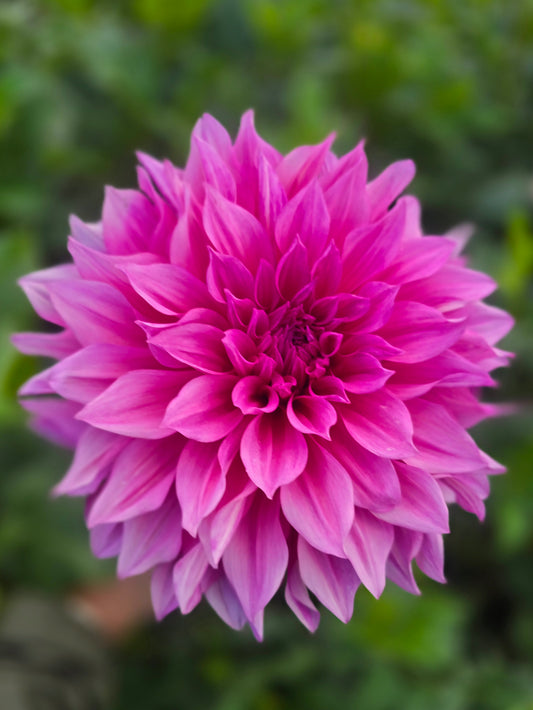 Cafe au Lait Rose