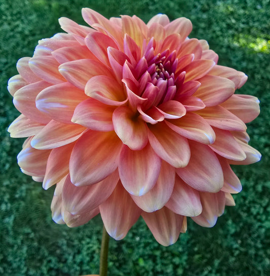 Connecticut Coral