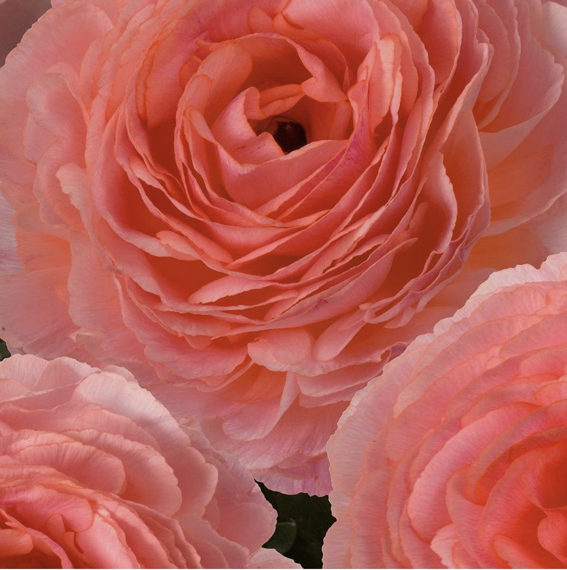 Romance Nohant Ranunculus
