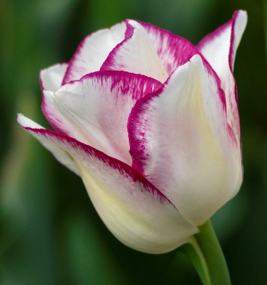 Tulip- Affaire