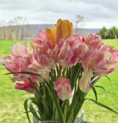 Tulip- Cabanna Parrot
