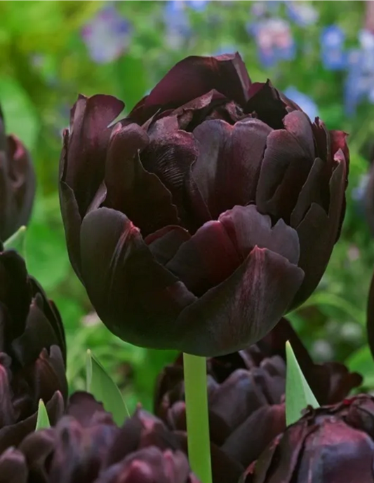 Tulip- Black Hero