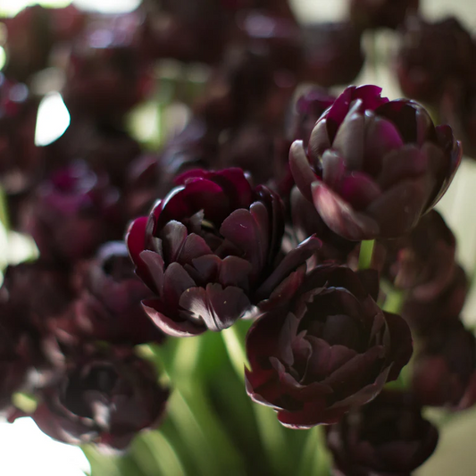 Tulip- Black Hero
