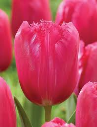 Tulip- Burgundy Lace