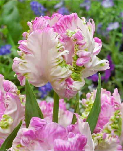 Tulip- Cabanna Parrot