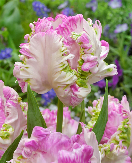 Tulip- Cabanna Parrot