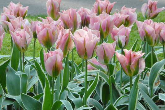 Tulip- China Town