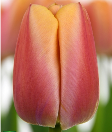 Tulip- Coral Pride