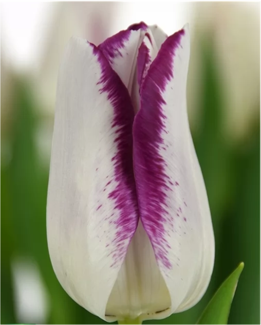 Tulip- Affaire