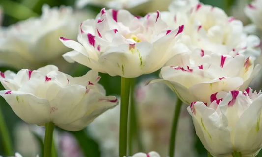Tulip- Danceline