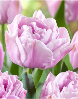 Tulip- Katinka