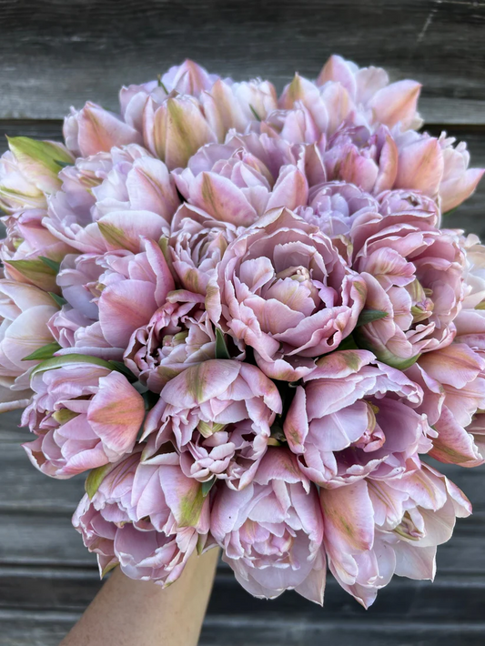 Tulip- Katinka