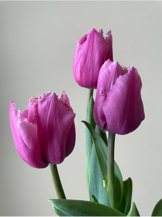Tulip- Louvre