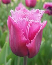 Tulip- Louvre